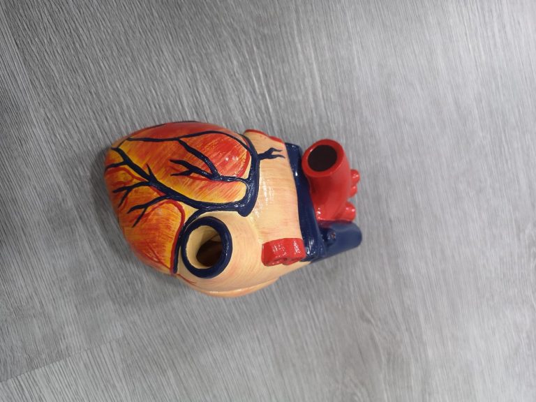 Anatomical heart models